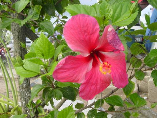 May 5th Miyard3 hibiscus