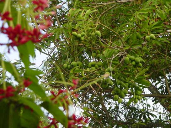 May 5th Miyard5 mangos