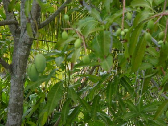 May 5th Miyard6 more mangos