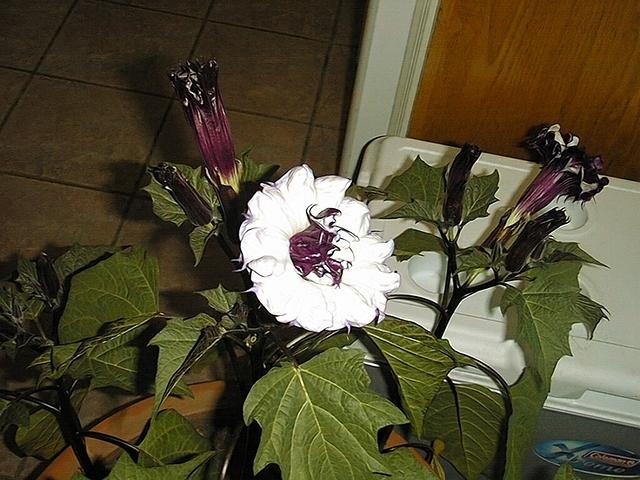 !cid_000701c37eab$2fd06600$72c59618@studio