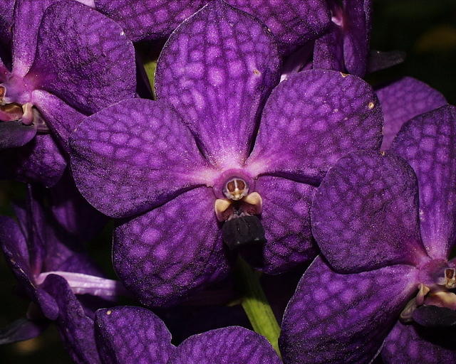 Chek-Orchid1