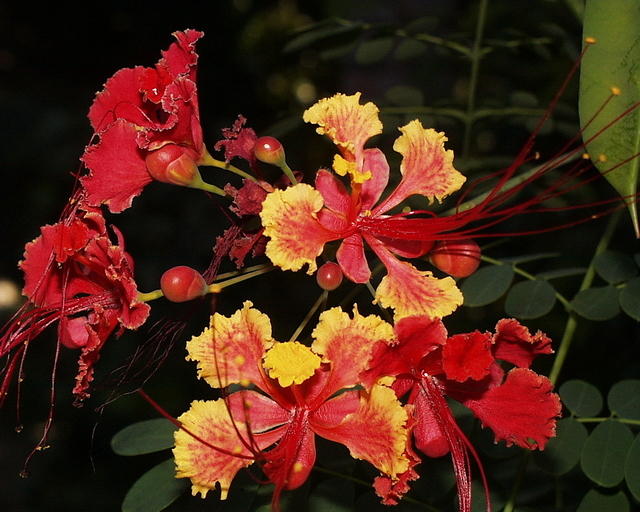 Dwarf-poinciana