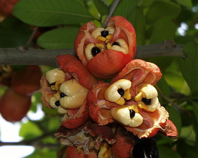 GOOD-Ackee