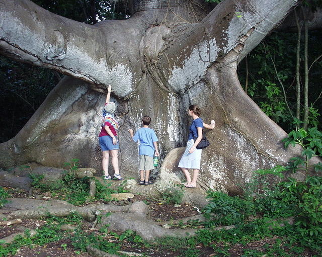 900 Year Old Tree