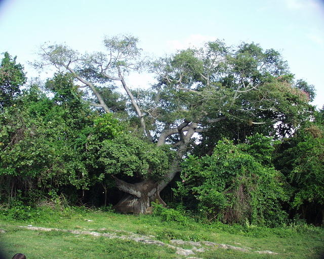 900 Year Old Tree Zoomed way out