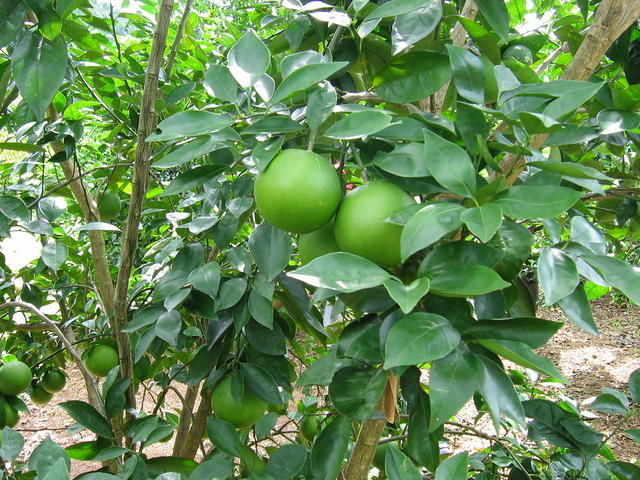 Benji's orange tree