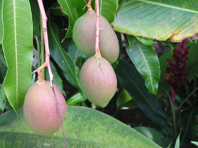Mangos