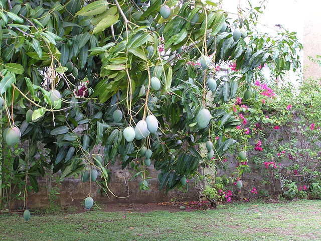 Mango Tree