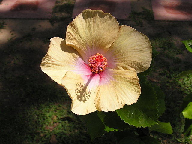 Hibiscus