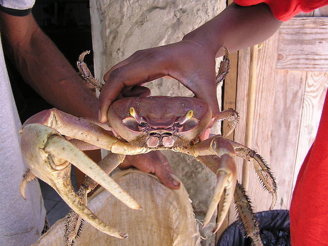 Land Crab