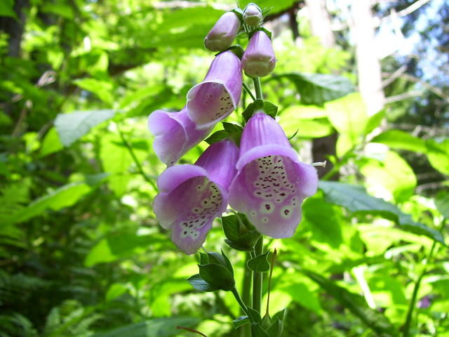 Poconos Flower