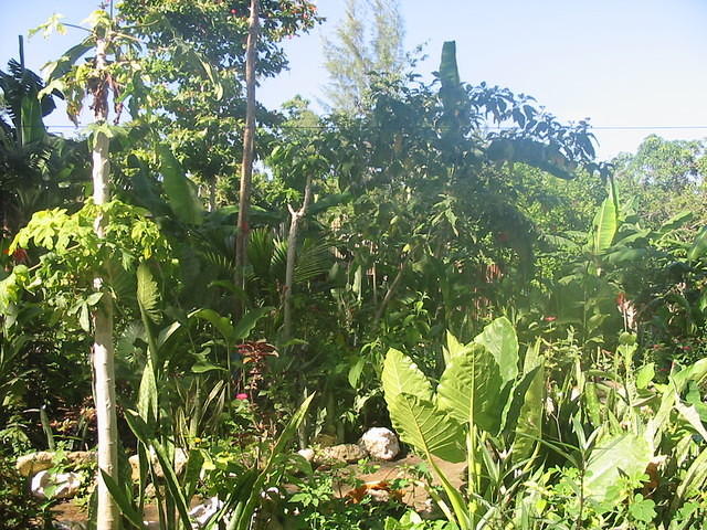 Hard to see the house sometimes the garden has grown so much