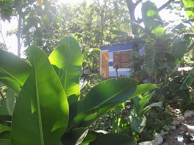 The garden produces bananas, plantain, sweet peppers, bird peppers, papaya, tomatoes, okra, water melon, pumpkin & a wide va