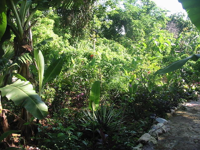 The garden is pure joy to wake up to these days