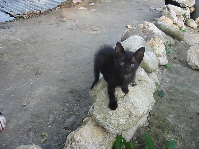 Our 'original gangster' send as a present by Chuck at the Yacht Club --- one crazy kitty trust me!