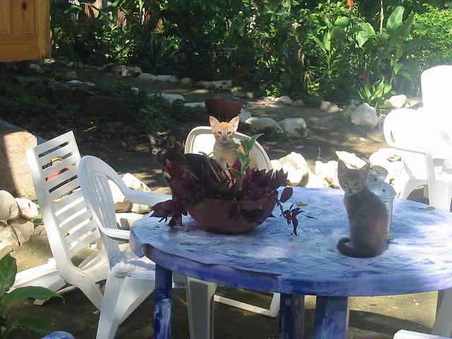 Mr Thomas 2 & Smokey enjoying the patio