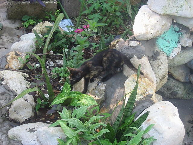 Grandson 'Bandit' of the original cats Roughy & Tuffy plays on the waterfall