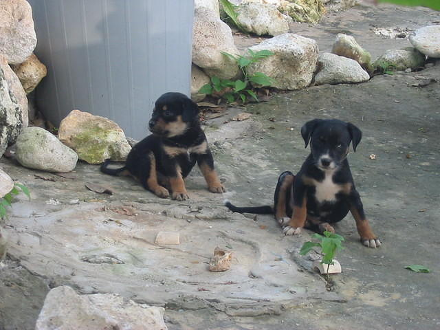 Dragon's first pups Malta & Bubbles (she had 6 but we lost 4 and then last week we lost Bubbles too) didn't reralise it was