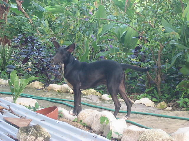 The Half House family - Guiness Stout - smart guard dog