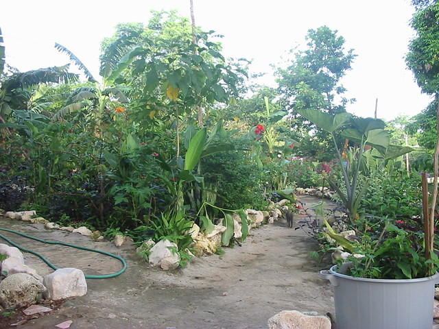 Must have just cleaned the leaves up this day!