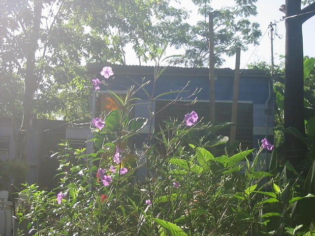 These little purple bells are all blooming in the morning and gone as the day gets hot