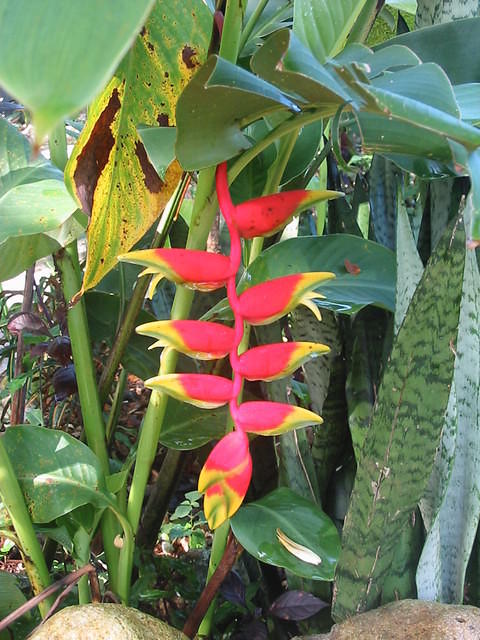 My first Ginger Lily