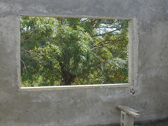The mango tree outside the window