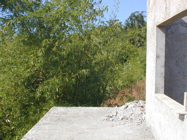 Bamboo off the porch