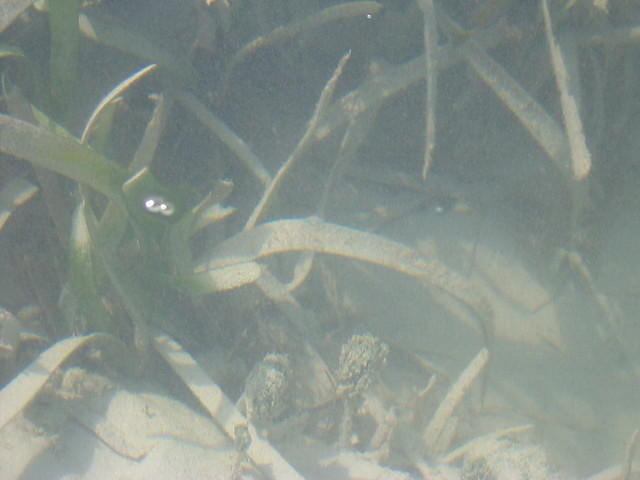 Just stand in the water & watch the fish