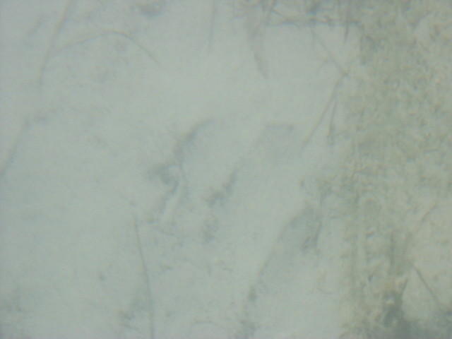 Can you see the starfish