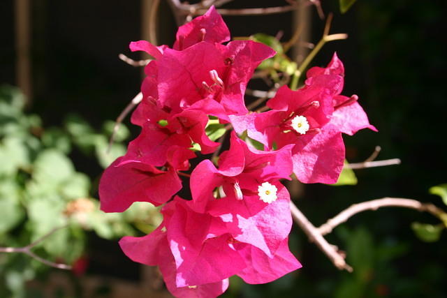 Beautiful flower at White Sands #1