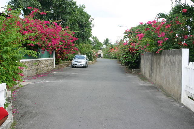 Beautiful flowers at Whit Sands