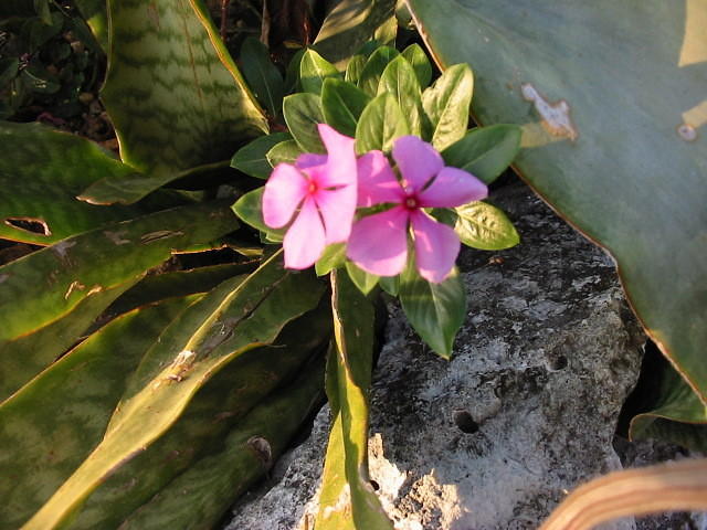 Simple periwinkles grow wild in pink & white