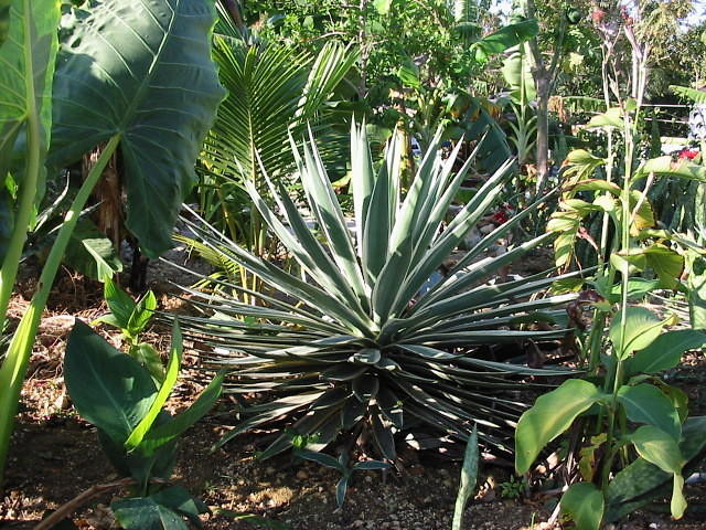 This cactus is magnificent & can grow to an amazing size