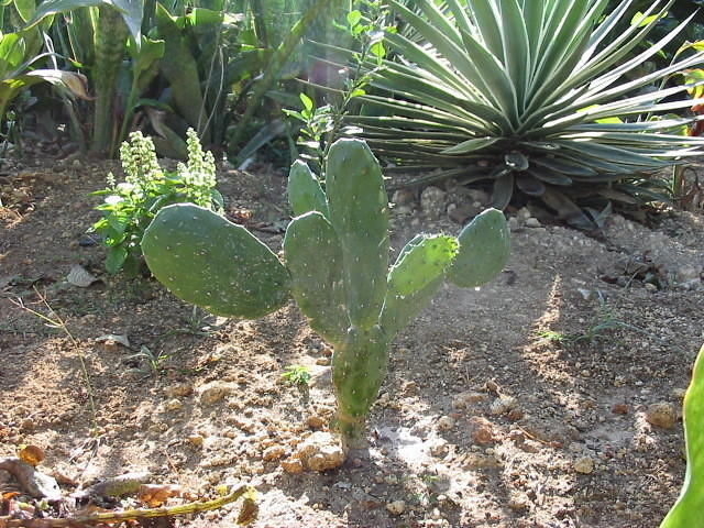 Tuna Cactus that Jamaicans use as a healing drink