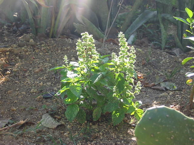 Sweet basil so great with fever grass(lemon grass) as a herbal tea