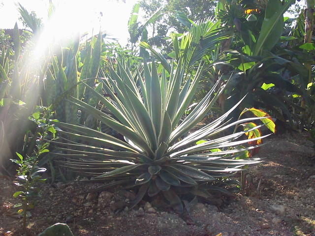 That cactus early in the morning ..watch out for its spikes they leave ends in you that can get infected real fast