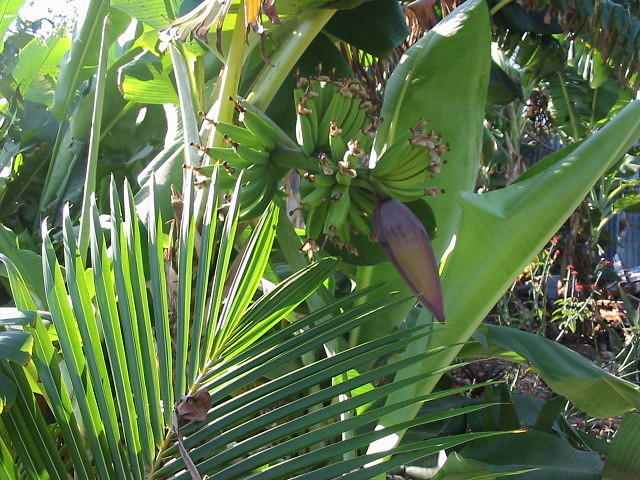 Bananas 'shooting' ready to eat later in the year. We 30 banana plants to Ivan!