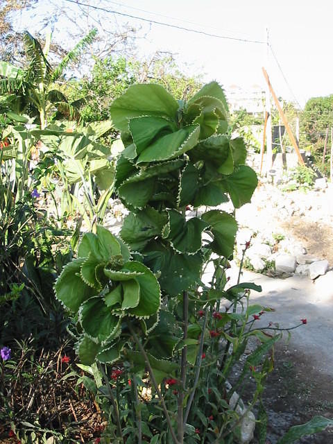 A 'Curly Tree' whose name I do not know?