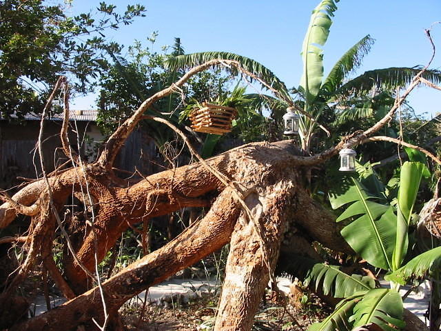 The Gwango Tree that Ivan felled now names Ivan, great to climb up on early in the morning with coffee to view the beach
