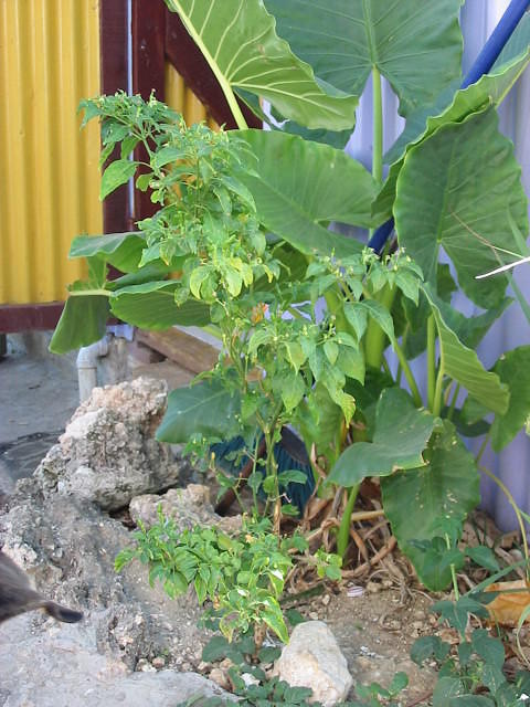 Bird Peppers ready outside the kitchen to 'hot up' our Jamaican dishes