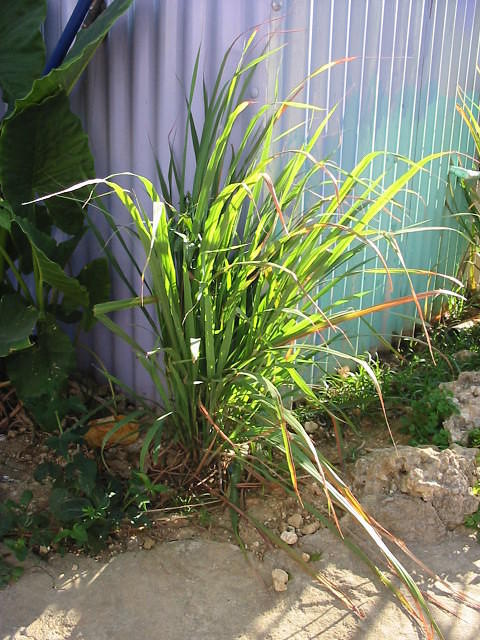 Fever Grass (Lemon Grass) ready to join the sweet basil for tea mm!