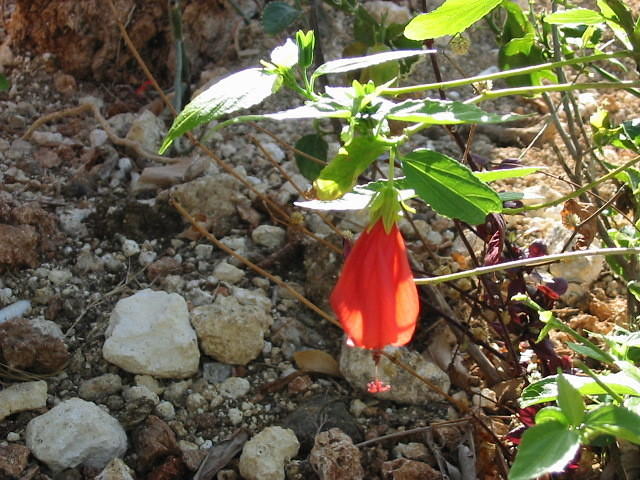 A kind of hibiscus that just hangs & never opens