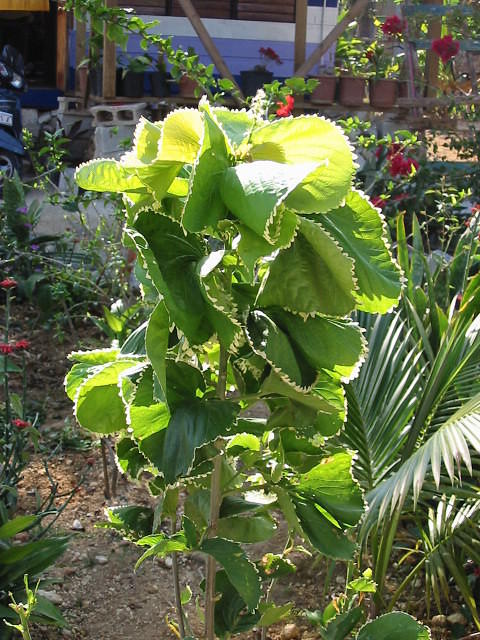 The 'Curly' bush again in the early morning light a really wonderful timne to photograph Jamaica plants