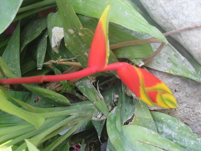 Ginger Lily after the puppies got to it grrrr!