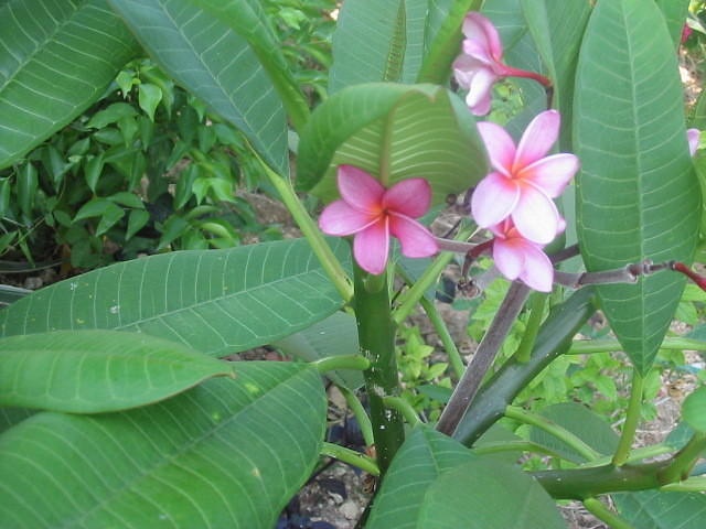 Cactus that looks like nothing & then as soon as the rain comes it has leaves & blooms these beautiful pink flowers wiho
