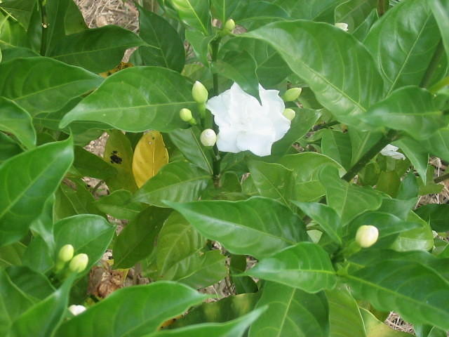 Pure white on a green shiny 'bayleaf' like bush