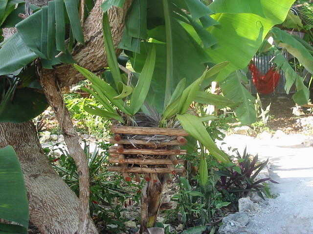 Trying Orchids this year, any tips?