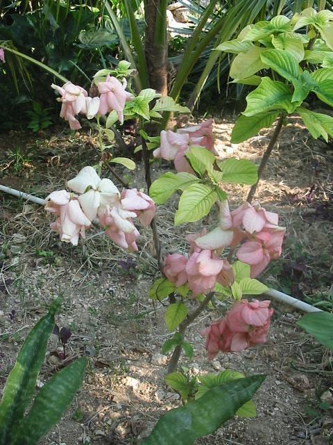 Can't decide on this one, you see them all over Jamaica but dont look good for any length of time then they look like dead roses