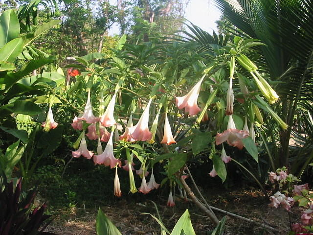 Will they ever stop flowering?